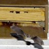 bat_box