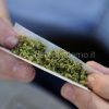 spinello droga cannabis marijuana